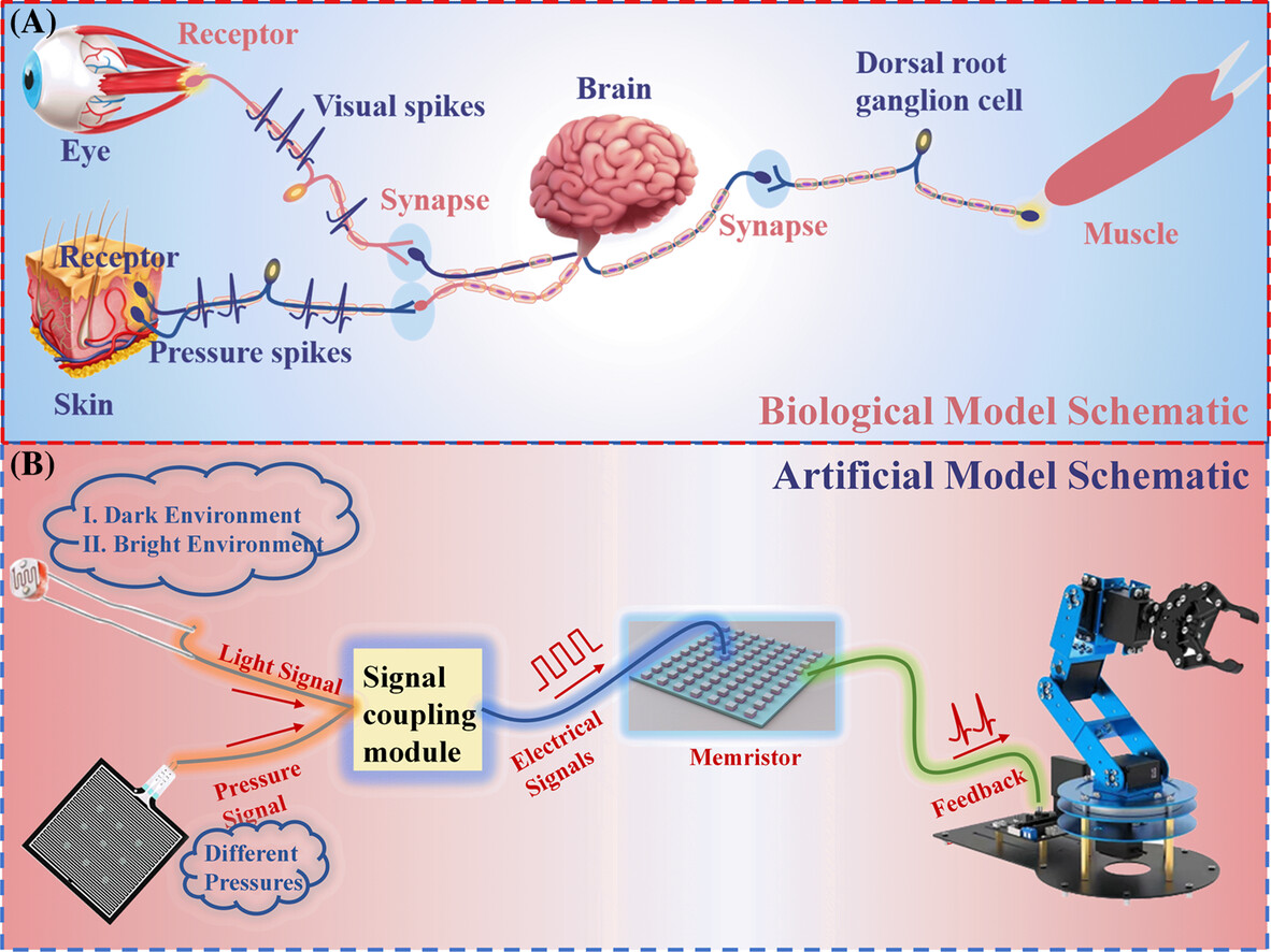 ChaoyiInfoMat6's tweet card. Biologically inspired neuromorphic sensory memory systems based on memristor have received a lot of attention in the booming artificial intelligence industry due to significant potential to effecti...
