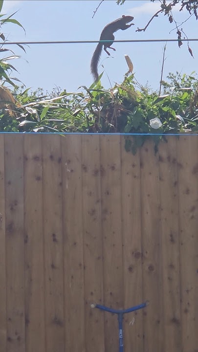 2chriscolin1010's tweet card. 🐿 squirrels in my garden: what a jump 😁 #bekindtoanimals #squirre...