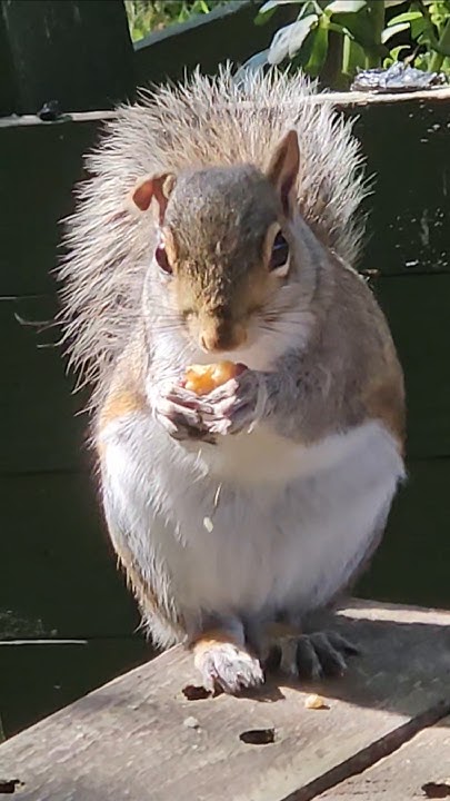 2chriscolin1010's tweet card. 🐿 2/3 feeding Grove Park squirrels "little floppy ear" #weston...