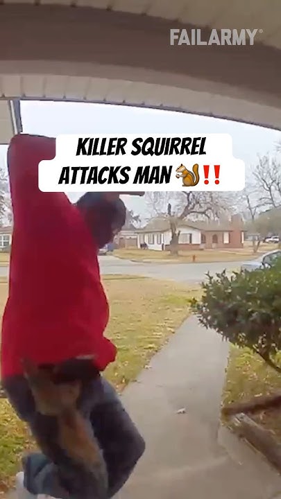 Schaltzentrale8's tweet card. Killer Squirrel Attacks Man ￼‼️🐿️ #squirrel #animals #shorts