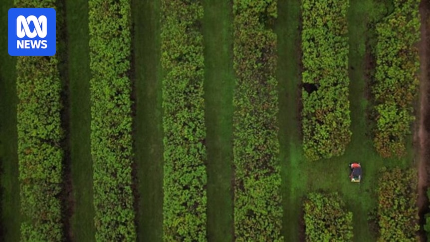 KathSully's tweet card. ABC Rural News provides authoritative coverage of the business and politics of Australian farming, livestock, forestry, agriculture and primary production