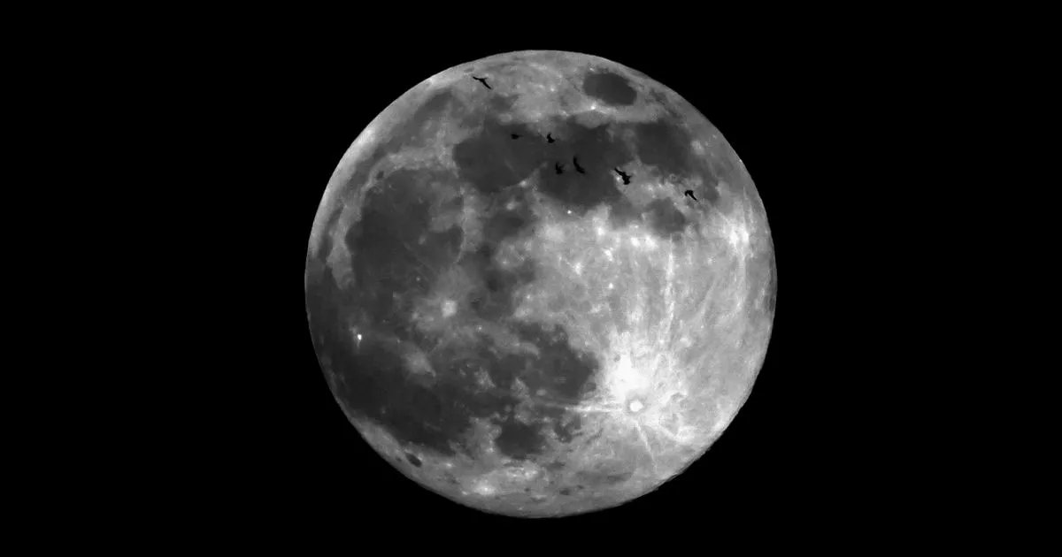 PurlDesign's tweet card. Also explained is the little-know reason for the name - and it's not because of its colour