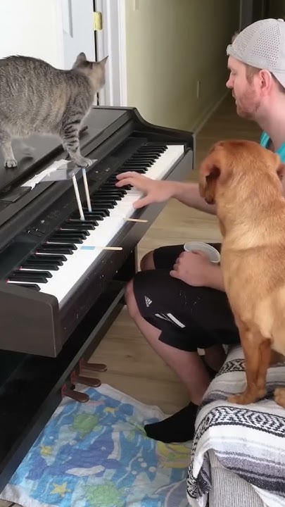 Schoderli's tweet card. #piano #cat #dog #animals #music #funnyvideo