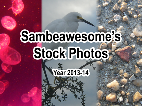 sambestock's tweet card. Included in the zip file is 420+ stock photo references at full size! Includes several rejected stock photos not found elsewhere. Aquarium, birds, clo...