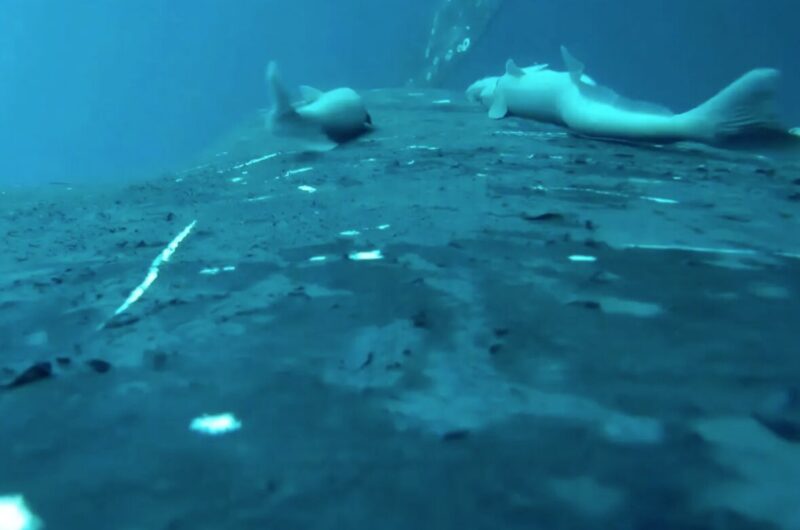 ExplorersWeb's tweet card. When scientists put cameras on humpback whales off Australia, they unwittingly filmed the amazing journey of hitchhiking little sucker fish called remoras. 