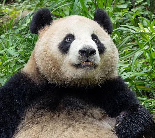 newsbreaknow's tweet card. A Flying Tigers veteran and family meet San Diego pandas, celebrating the bond between America and China with giant ambassadors.