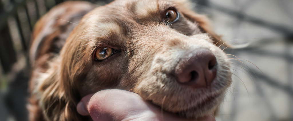 ProDogsDirect's tweet card. The dog rescue sector is already facing a major crisis. Following an explosion of dog ownership during Covid, the return to ‘normality’ has seen a huge increase in the number of dogs coming into...