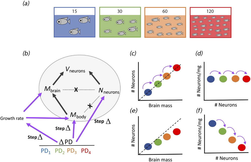 BrainByAna's tweet card. Teles et al. propose a model of brain evolution that explains how come fish with larger bodies have larger brains with more neurons across cohorts raised in different growth conditions, while...