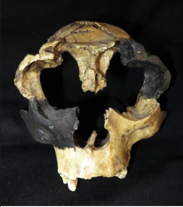 robertosaezm's tweet card. El 8 de julio es el cumpleaños de un importante hito en el ámbito de la evolución humana: el hallazgo en 1994 en Gran Dolina (Atapuerca) de los primeros restos humanos que permitieron definir la es…