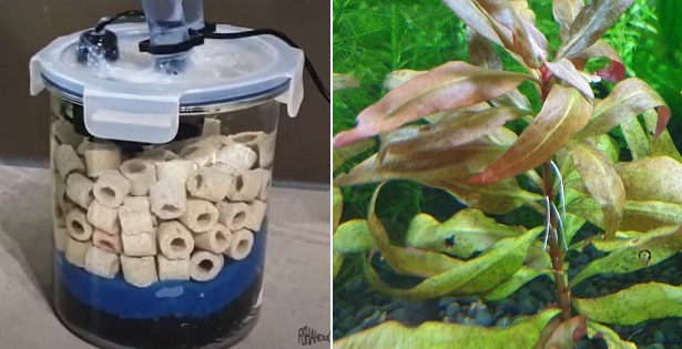 GamesCoverBlog's tweet card. Comparison between Bio Media Filter VS Live Aquatic Plants. What is the Better option for aquarium or pond filtration?