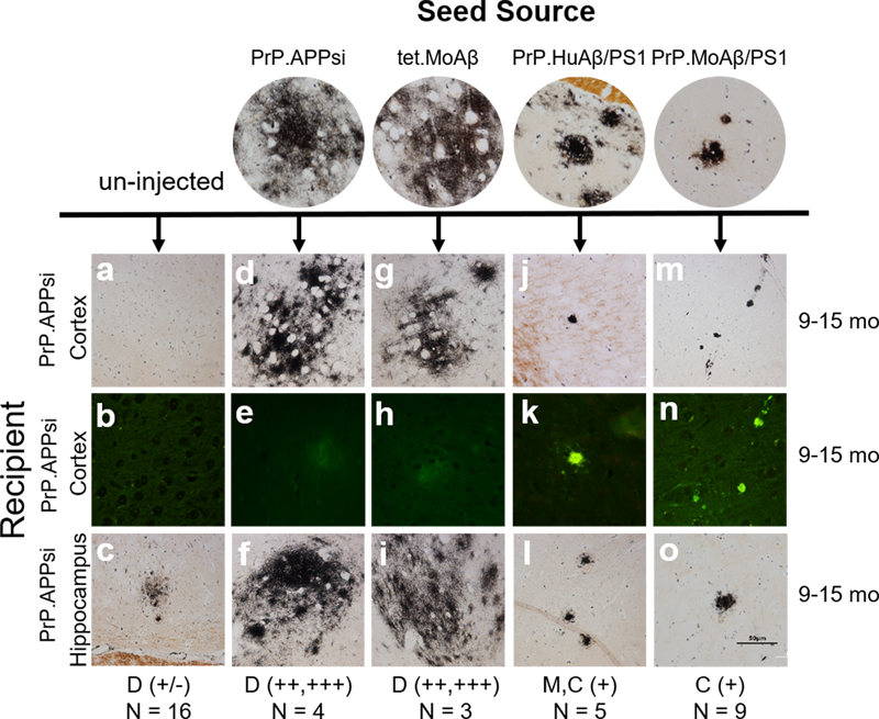 FreeNeuropatho's tweet card. by Moore et al.