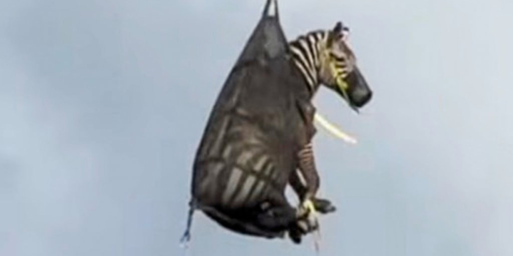 NBCNews's tweet card. Video posted by the sheriff’s office shows Ed wrapped in a net with his head sticking out as the helicopter carries him to the trailer.