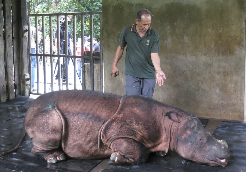 EquatorAdventrs's tweet card. The Sumatran rhinoceros has become extinct in Malaysia, after the last of the species in the country succumbed to cancer on Saturday.