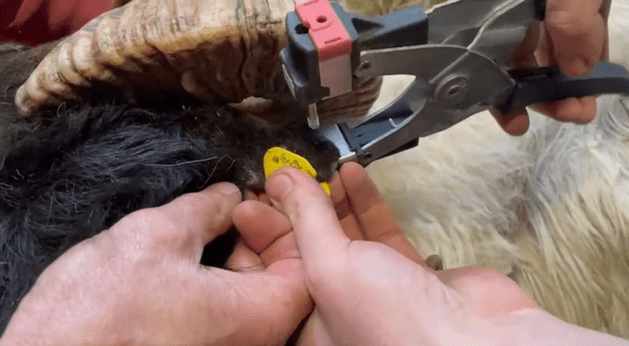 SheepIreland's tweet card. With the introduction of the new Sheep Improvement Scheme, sheep farms are required to buy genotyped rams. Hill farmers can buy a lowland 4 & 5 Star ram or have the option of buying a Sire verified...