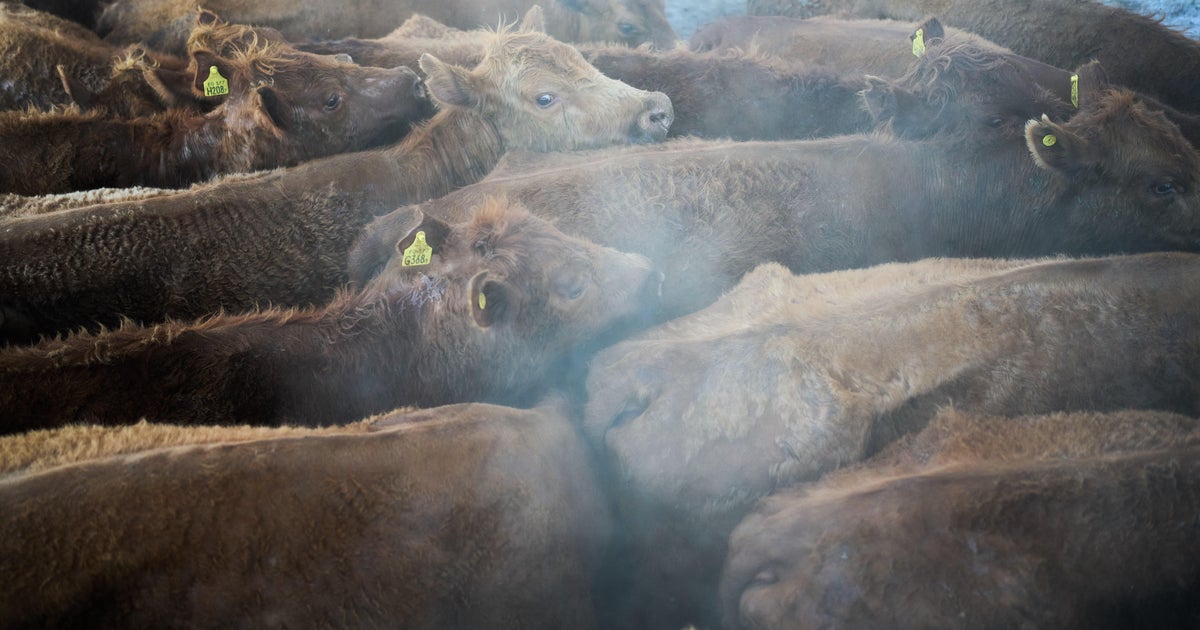 HawleyMO's tweet card. President Trump is accusing foreign-owned meat packers of driving up the price of beef in the U.S. and is asking the Department of Justice to open an investigation.
