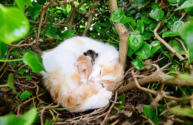 aajtak's tweet card. आयरलैंड के लाउथ काउंटी में एक बिल्ली ने कबूतर के घोंसले में चार बिलौटों को जन्म दिया है. अभी भी बिल्ली अपने बच्चों के साथ उसी घोंसले में गुजर बसर कर रही है.