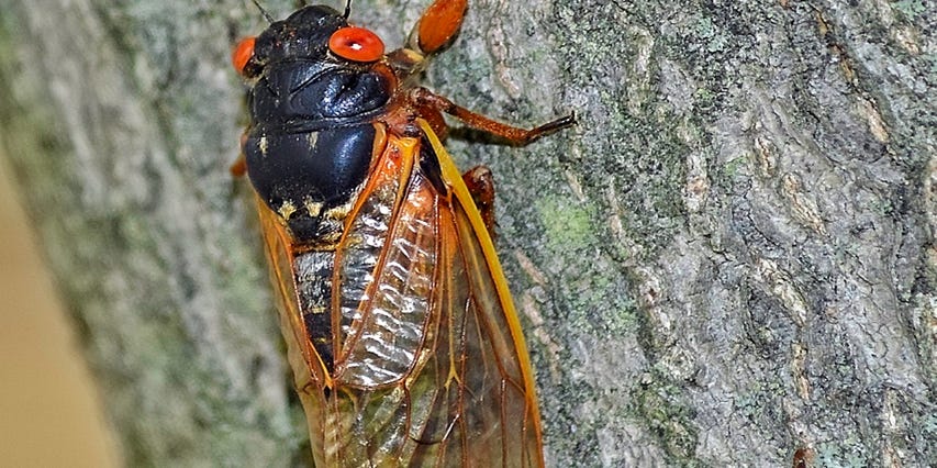 DispatchAlerts's tweet card. This year will mark the re-emergence of Brood X, or the Great Eastern Brood, of periodical cicadas. Billions will surface in a total of 15 states.