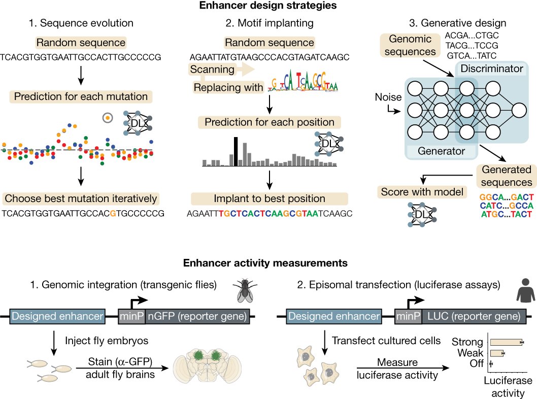 Nature's tweet card. Nature - Deep learning models were used to design synthetic cell-type-specific enhancers that work in fruit fly brains and human cell lines, an approach that also provides insights into these gene...