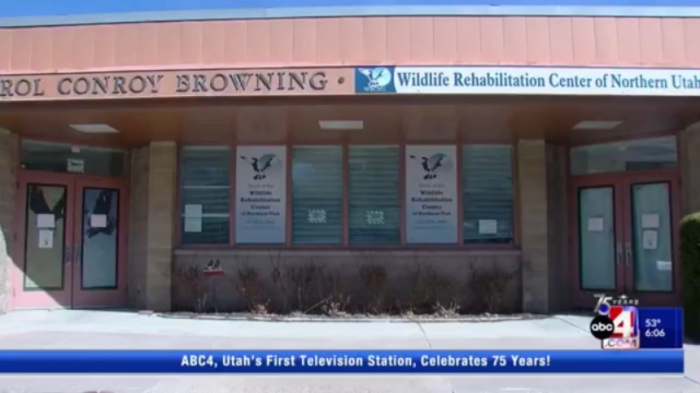treehuggersunny's tweet card. A wildlife rehab center in Ogden that regularly saves America’s national bird is facing eviction.