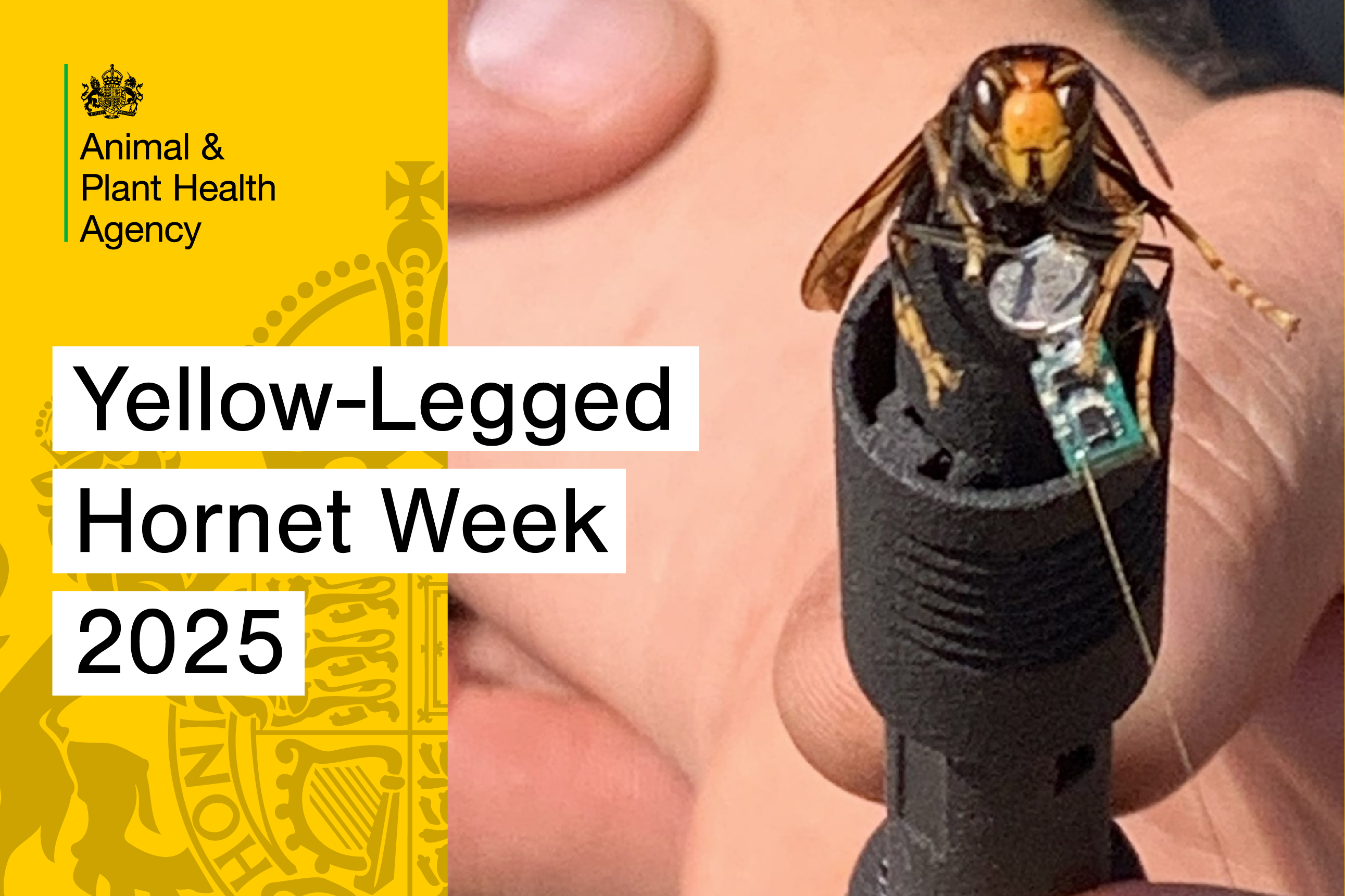 plantchief's tweet card. APHA scientists spotlight how micro-transmitters are turning yellow-legged hornets into flying beacons, leading inspectors straight to hidden nests in record time.