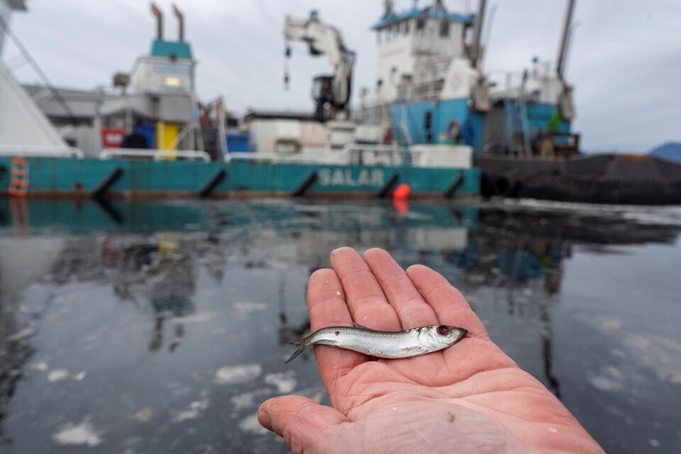 StefanLabbe's tweet card. An estimated 817,265 herring were killed by B.C. salmon farms in 2022, many found with their 'eyes blown out' after getting sucked into a machine that removes sea lice.