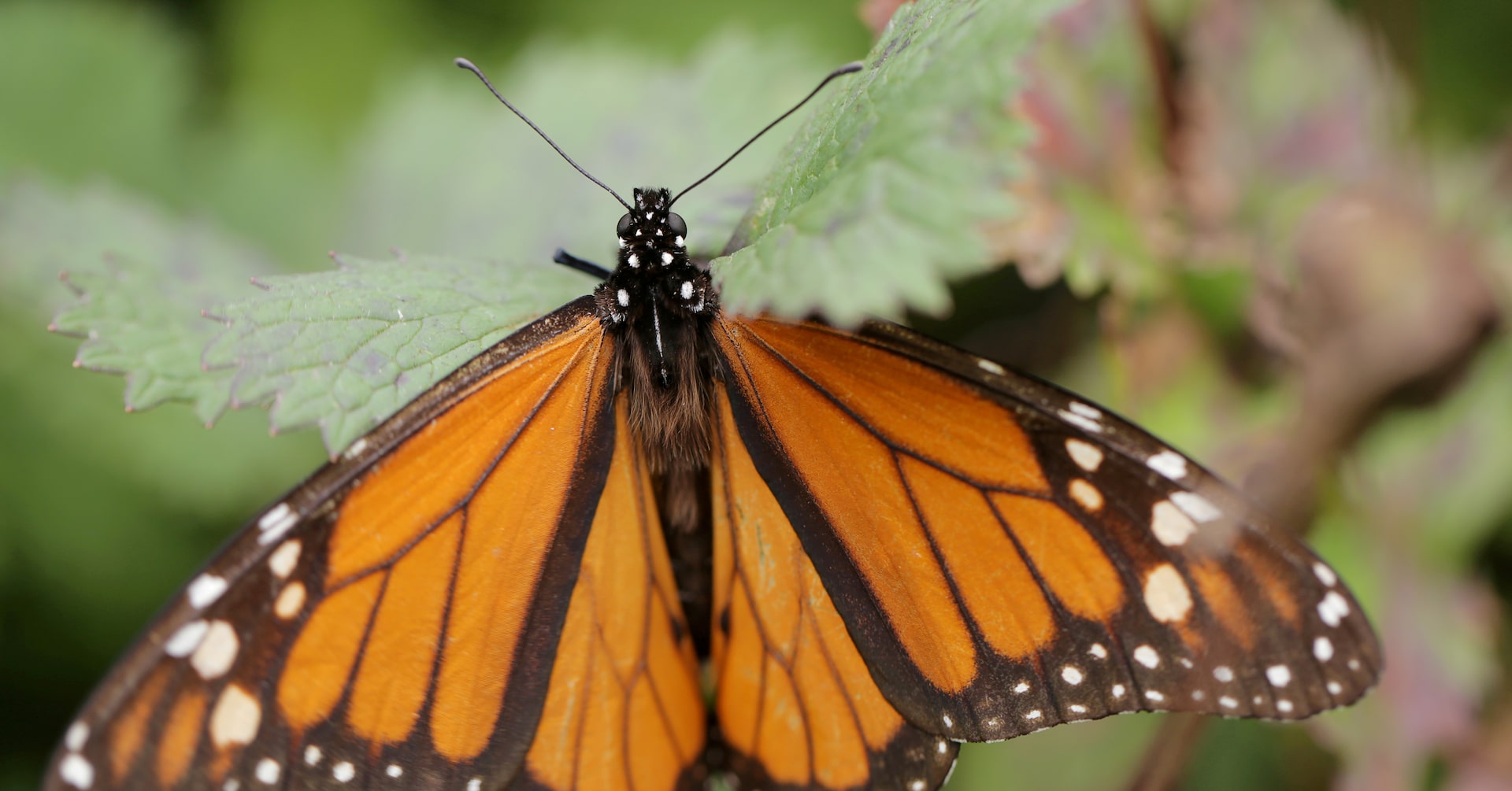 causticthreads's tweet card. A Texas butterfly sanctuary on the Mexican border has closed to the public indefinitely following escalating threats from supporters of former President Donald Trump who are promoting a fabricated...