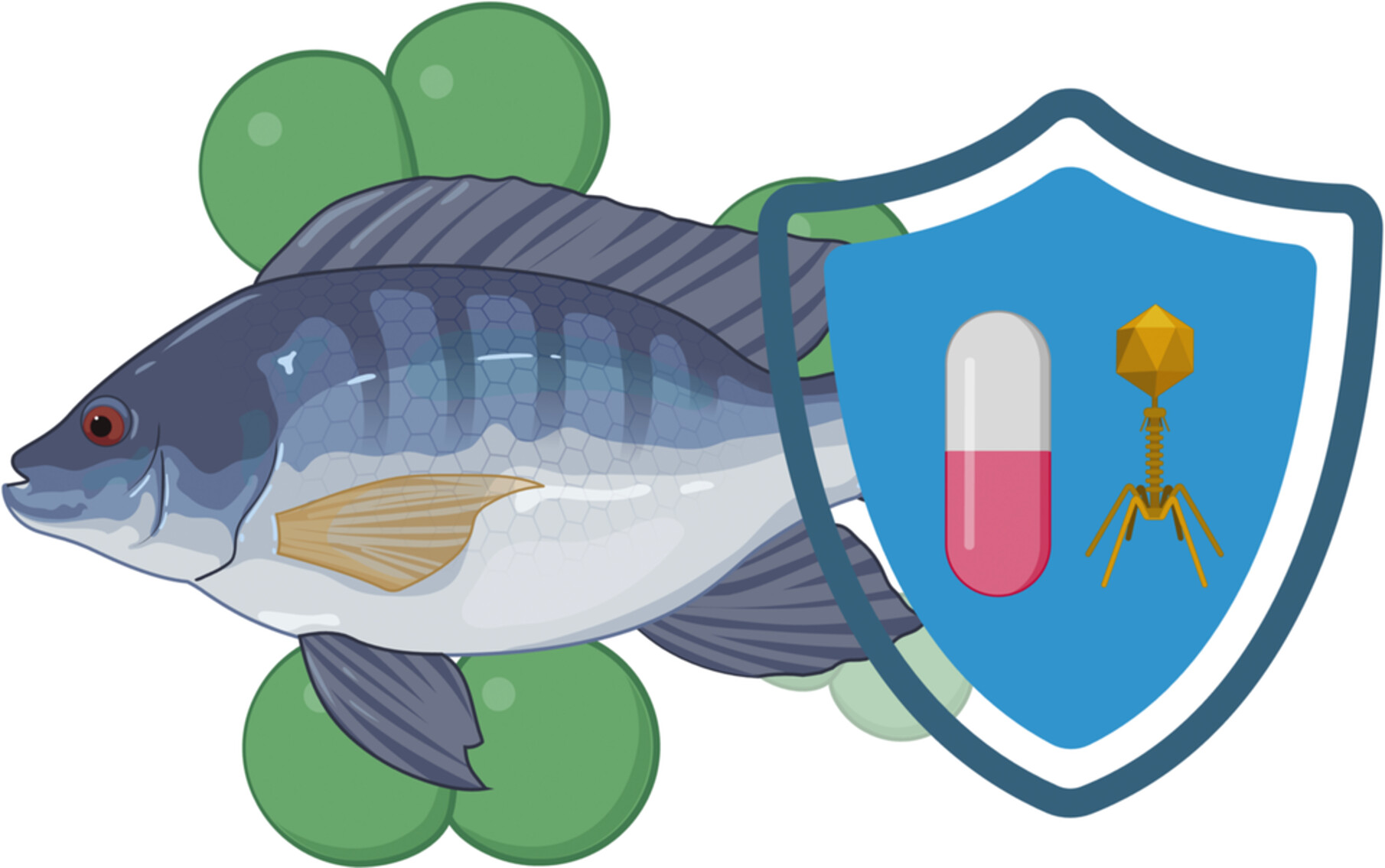RobAtterbury1's tweet card. Lactococcus petauri predominated in isolates from outbreaks of lactococcosis, suggesting a shift in disease aetiology. Genomic analysis revealed diverse virulence factors, prophage and resistance...