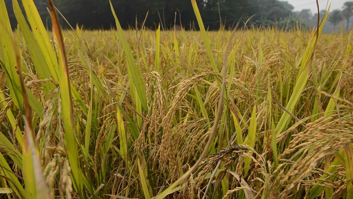 pbhushan1's tweet card. Genome-edited rice varieties DRR Rice 100 (Kamla) and Pusa DST Rice 1 promise several benefits for farmers, but at what cost?