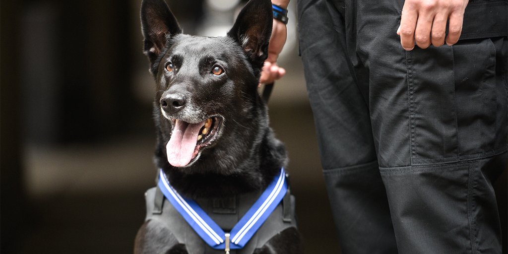 Pro2AMO's tweet card. Hurricane, a former Secret Service dog who is recognized as the most decorated K-9 in U.S. history, has died at the age of 15.