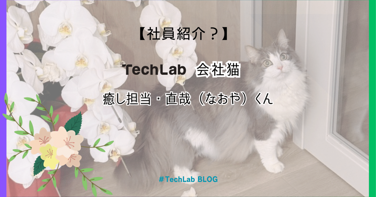 TechLab_pr's tweet card. こんにちは、Tech Lab広報のMです🌛 今回はちょっと特別な（？）社員をご紹介します！ Tech Labのオフィスにいつもふらっと現れる、我らが癒し担当――その名も、ノルウェージャンフォレストキャットの直哉（なおや）くんです！ かわいい〜〜〜〜〜（泣）この世のものとは思えないかわいさ。。。天使なのでしょうか。。。 直哉くんは7歳の男の子。 社員も、いつも彼の愛らしさに骨抜きにされています！...