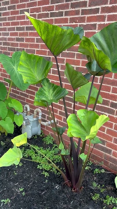 SkippCl's tweet card. Coffee Cup Colocasia #coffeecup, #elephantear #plantloversunite...