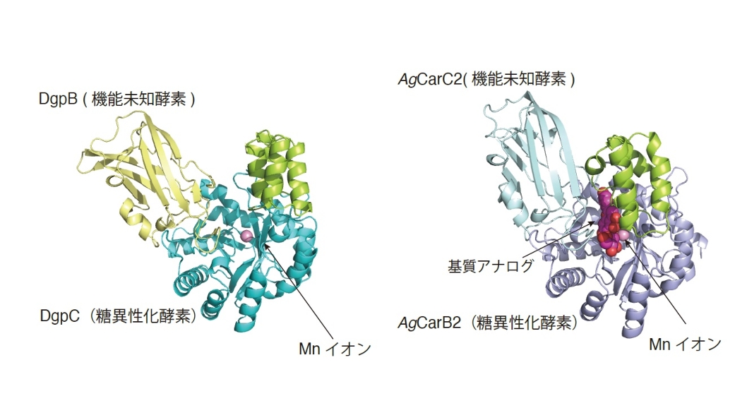 Mori_Labo_univ's tweet card. 国立大学法人筑波大学大学共同利用機関法人高エネルギー加速器研究機構 概要 植物が作るさまざまな化合物の多くは糖と結合しています。これは、細胞内で安定に溶けやすくするためです。これらは一般に、酸素原子を介して糖と化合物が結 […]
