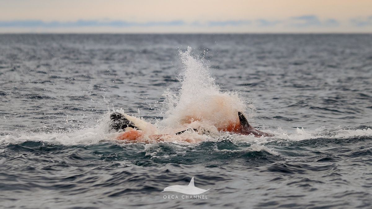 HowItWorksmag's tweet card. Scientists with the Norwegian Orca Survey and Orca Channel have documented, for the first time and in astounding detail, the birth of an orca and the newborn's first hour.