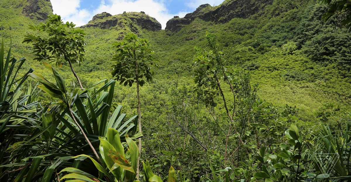 SmartEarthNet's tweet card. Endangered plants were found on steep cliffs on the island of Kauaʻi