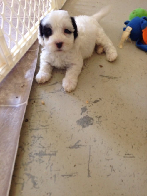 LabradoodleOne's tweet card. #labradoodle #dogs #cute