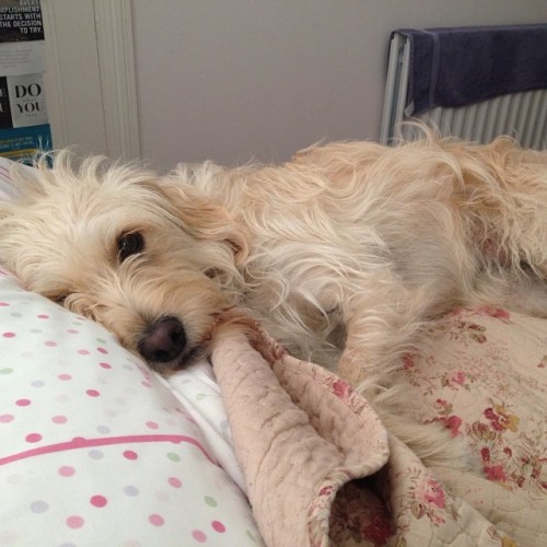 LabradoodleOne's tweet card. saintloren: “ Have this cutie next to me #dog #mini #labradoodle ”