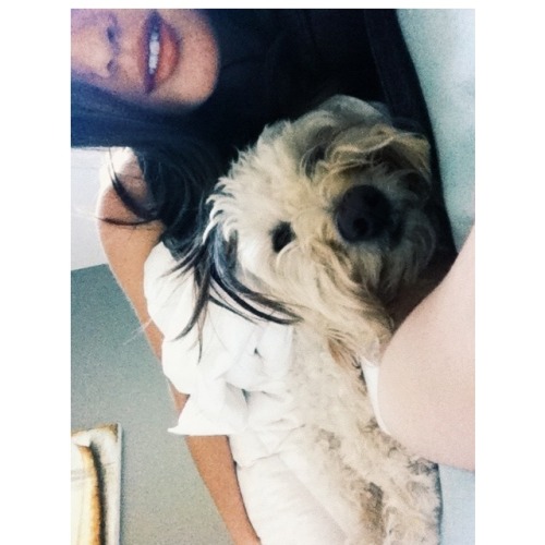 LabradoodleOne's tweet card. simpletendencies: “ pooh bear is a sweetheart, but he doesn’t smell like roses. #labradoodle #dogs #cute ”