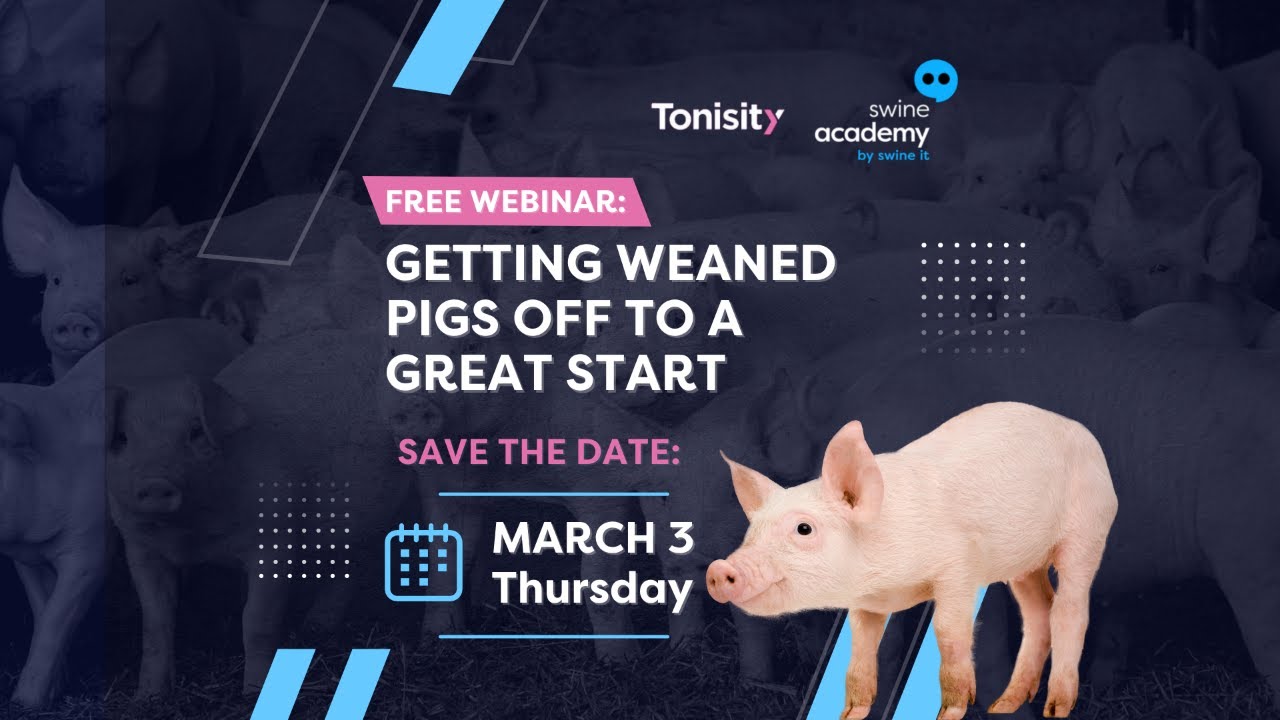 swineitpodcast's tweet card. Getting weaned pigs off to a great start - Tonisity webinar