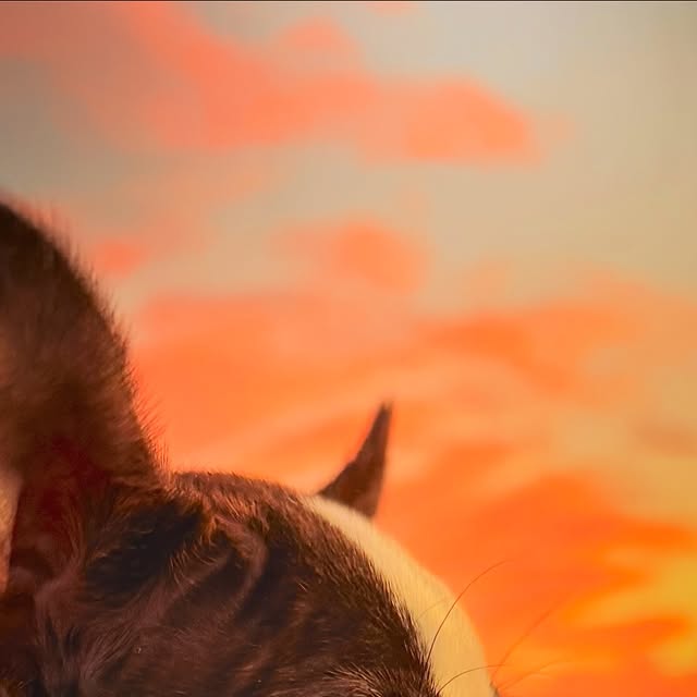 dyki's tweet card. dyki (@dyki) • Instagram photos and videos