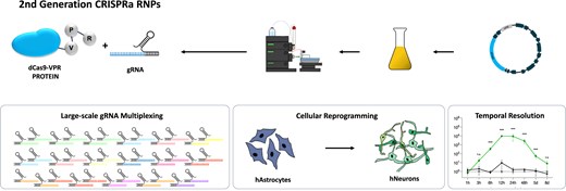 LabStricker's tweet card. Abstract. For genome editing, the use of CRISPR ribonucleoprotein (RNP) complexes is well established and often the superior choice over plasmid-based or v