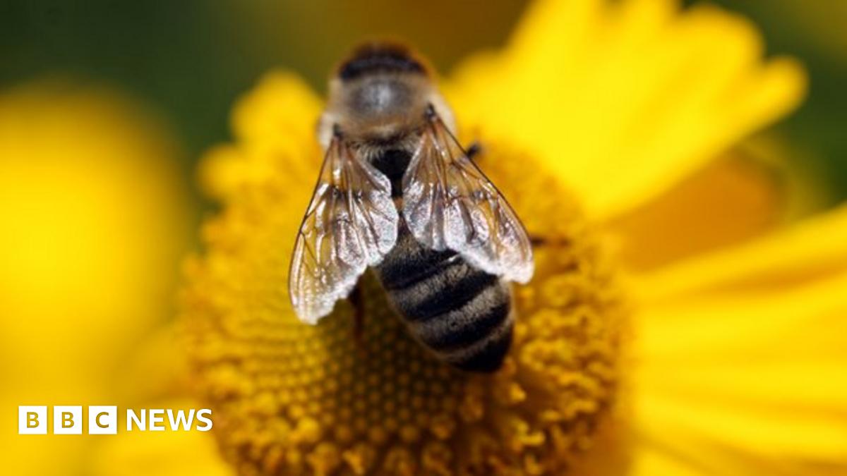cubeGATE's tweet card. A new EU study shows that far more honeybees are dying in the UK and other parts of northern Europe than in the Mediterranean.