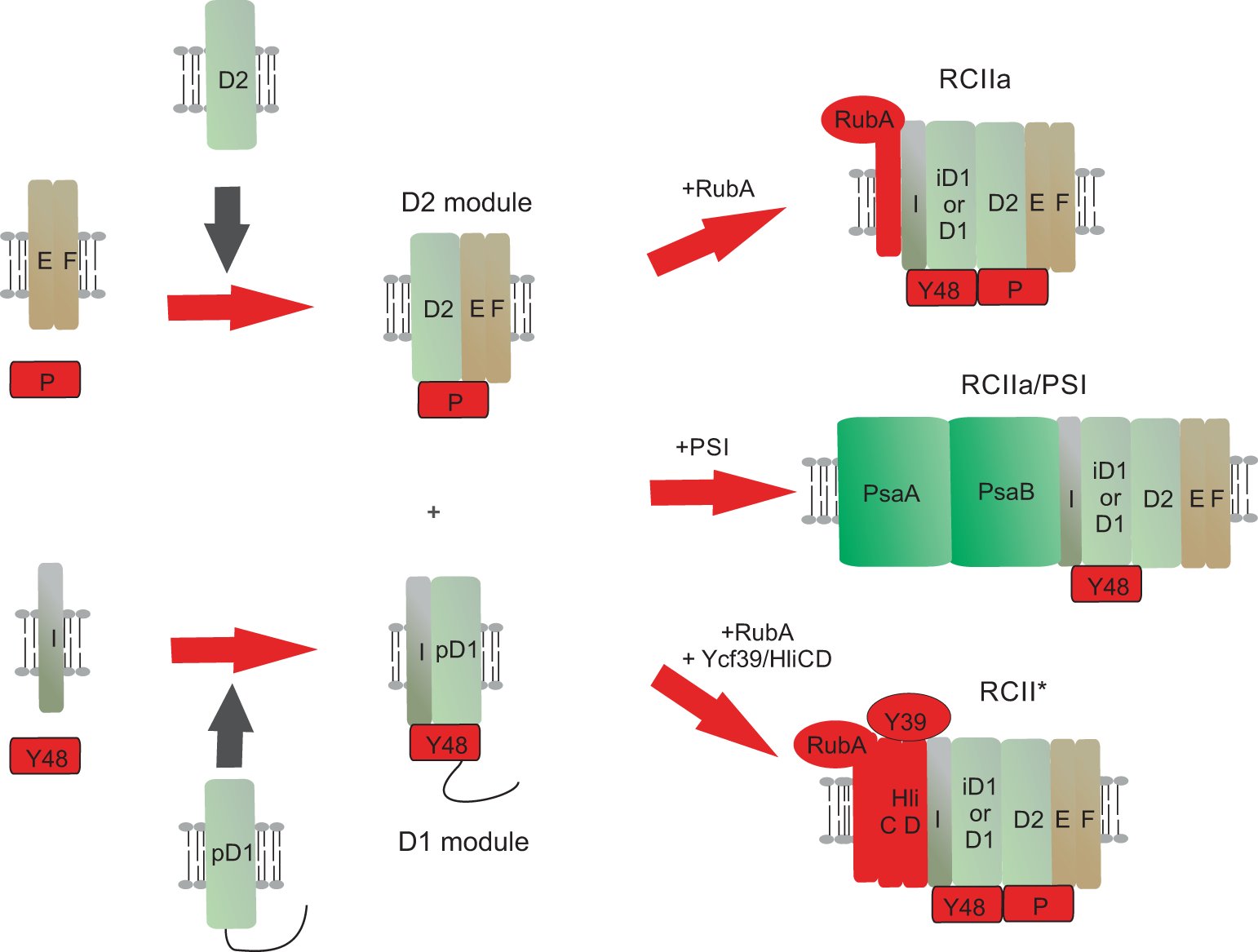 AlgatechTrebon's tweet card. Nature Communications - The Ycf48 accessory factor is important for the assembly and repair of the photosystem II (PSII) complex of oxygenic photosynthesis. Here, the authors show that Ycf48...