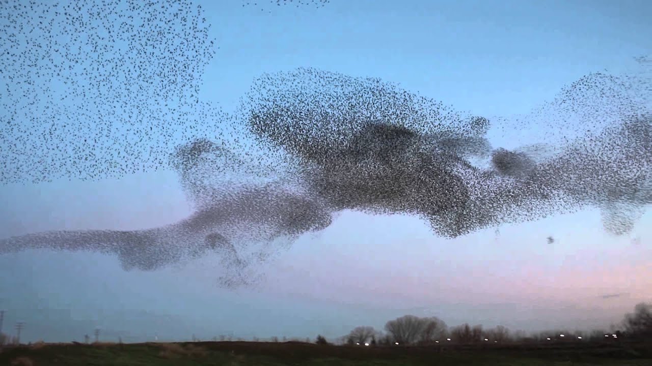 MAAllenMedic's tweet card. Starling Murmuration. Natomas, Sacramento, California