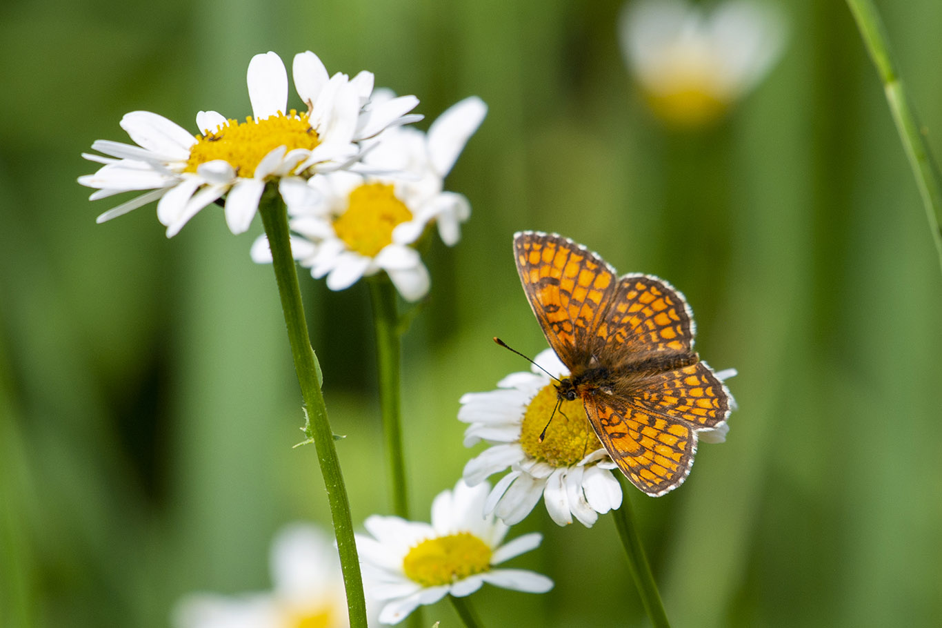 polyttajat's tweet card. Kansallisen pölyttäjäseurannan kahden ensimmäisen vuoden tulokset tuovat näkyväksi maamme pölyttäjälajiston [...]