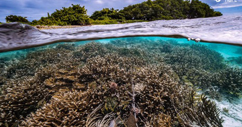 Tweet card summary image