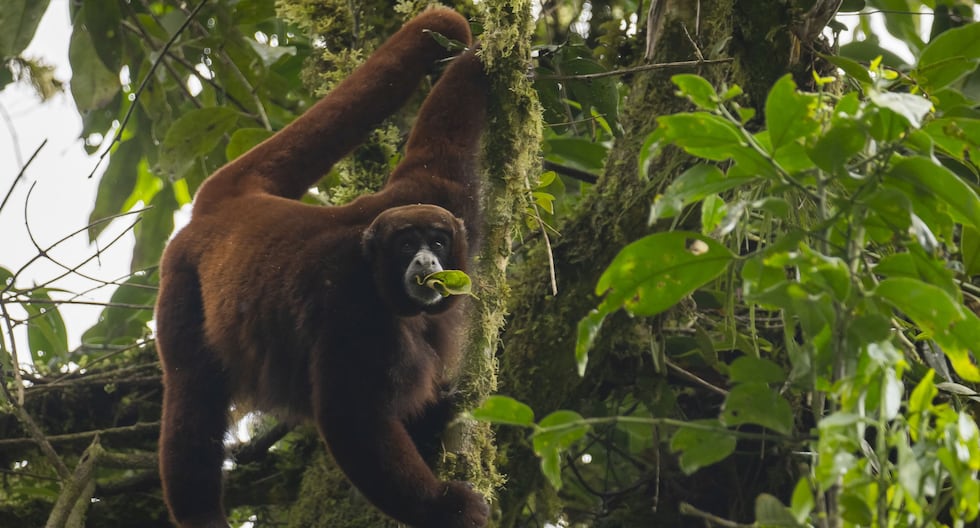 ecdata_pe's tweet card. Habita solo en el Perú y está en grave riesgo de extinguirse: la historia del mono choro de cola...