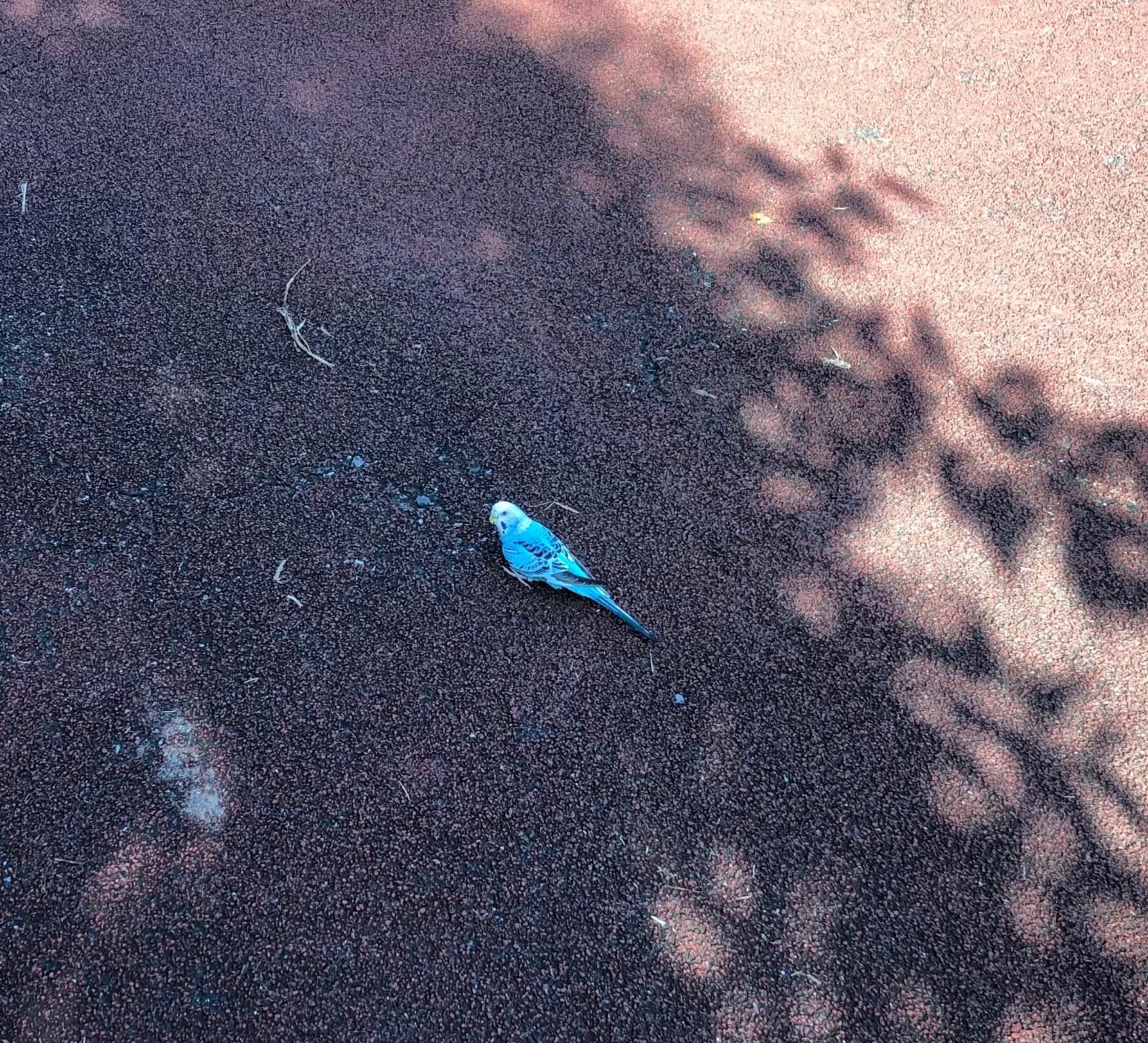 lostpetjp's tweet card. 2024/10/2、東京都 北区滝野川2丁目55-〇〇　石神井川の橋の上付近で目撃された鳥です。飼い主に心当たりのある方はご連絡下さい。