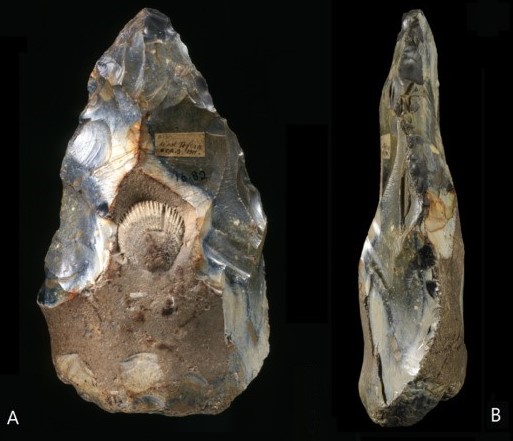 robertosaezm's tweet card. ¿Talló un neandertal este bifaz con una intención estética? Conozcamos el bifaz o hacha de mano achelense de West Tofts (West Tofts handaxe, WTH). Seguramente, los lectores lo reconocerán por multi…