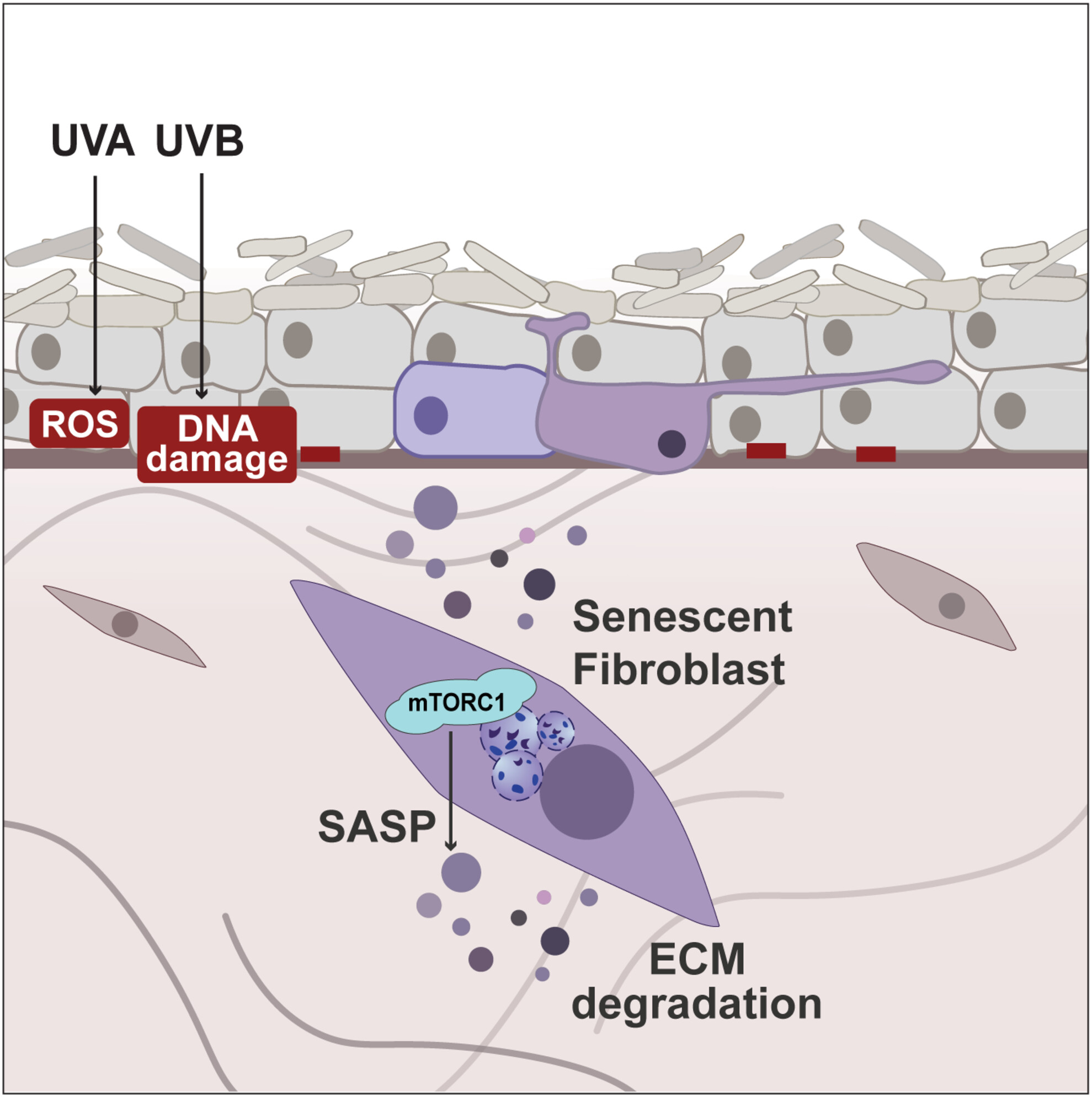 PhineasSmith56's tweet card. The accumulation of senescent cells in the skin contributes to age-related phenotypes including extracellular matrix (ECM) degradation, chronic inflammation, and epidermal thinning. These changes...