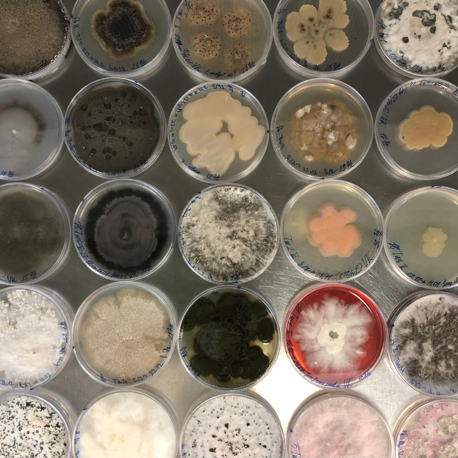 byondMyrtleRust's tweet card. Congratulations to our PhD student Vlad who has recently published a paper on the seed-borne microbiome of pōhutukawa in the New Zealand Journal of Botany! Jenny Leonard got to visit Vlad in the lab...